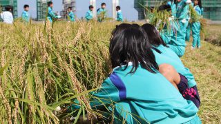 稲を刈り取る児童（小杉小学校）